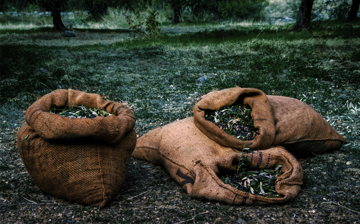 jute bags