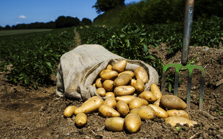 potatojutebags